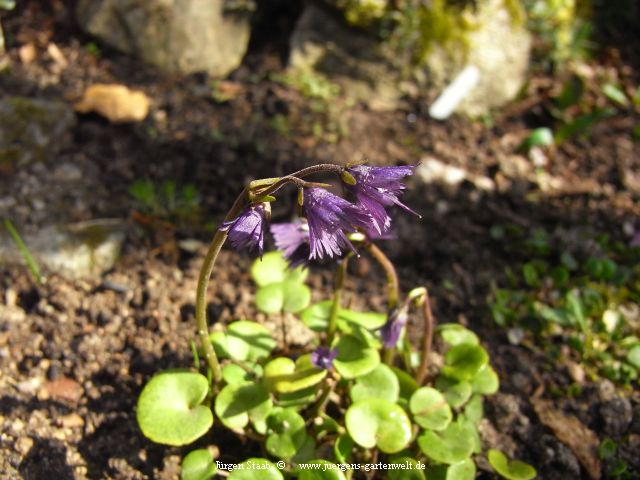 Fransenblume, Troddellblume